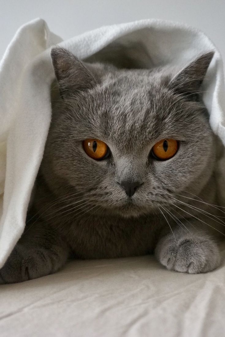 Is The British Shorthair Cat Hypoallergenic? CatsInfo