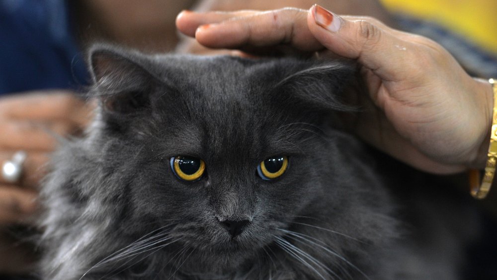 Are Scottish Fold Cats Hypoallergenic CatsInfo