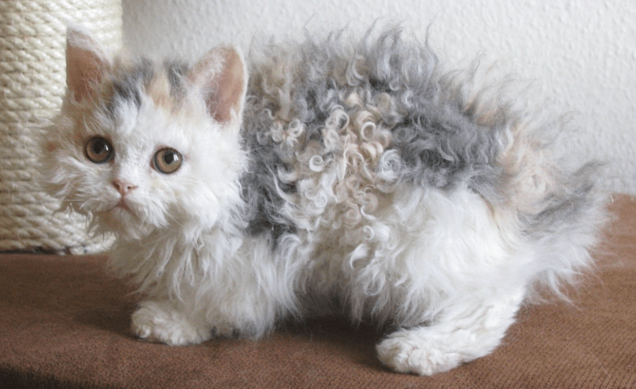 Are Curly Haired Cats Hypoallergenic? CatsInfo