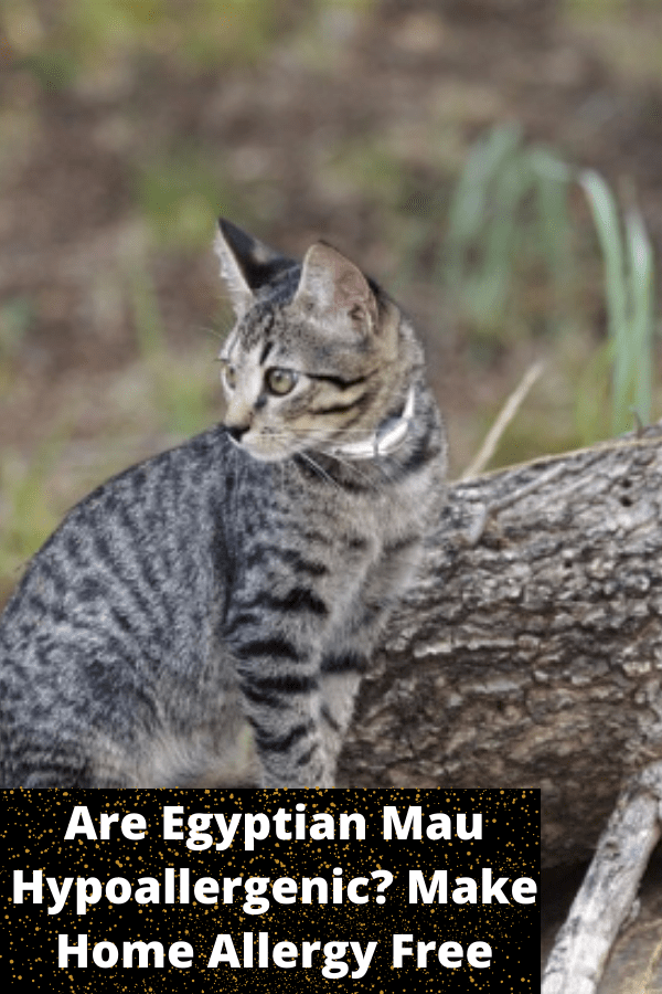 Are Egyptian Mau Cats Hypoallergenic CatsInfo