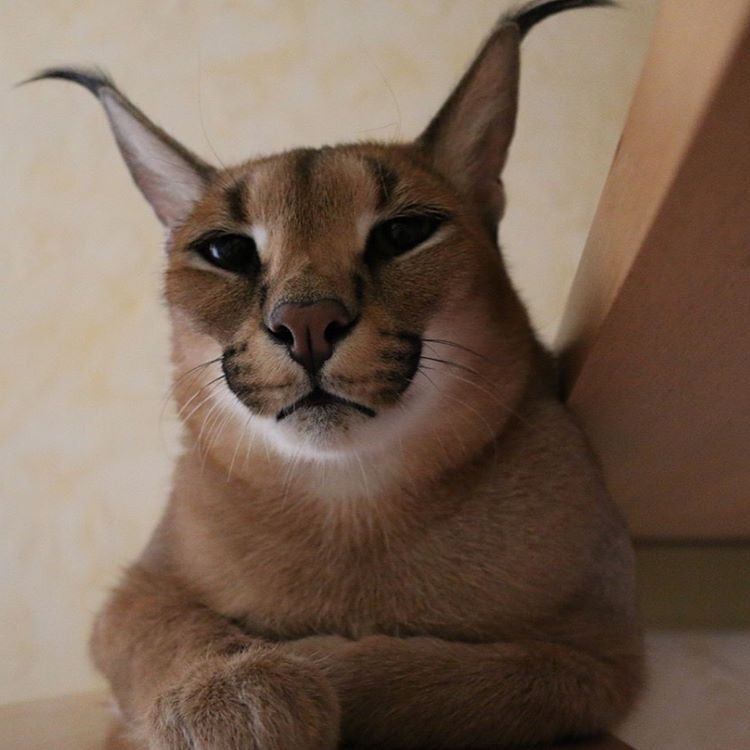The Benefits Of Owning A Hypoallergenic Caracal Cat CatsInfo