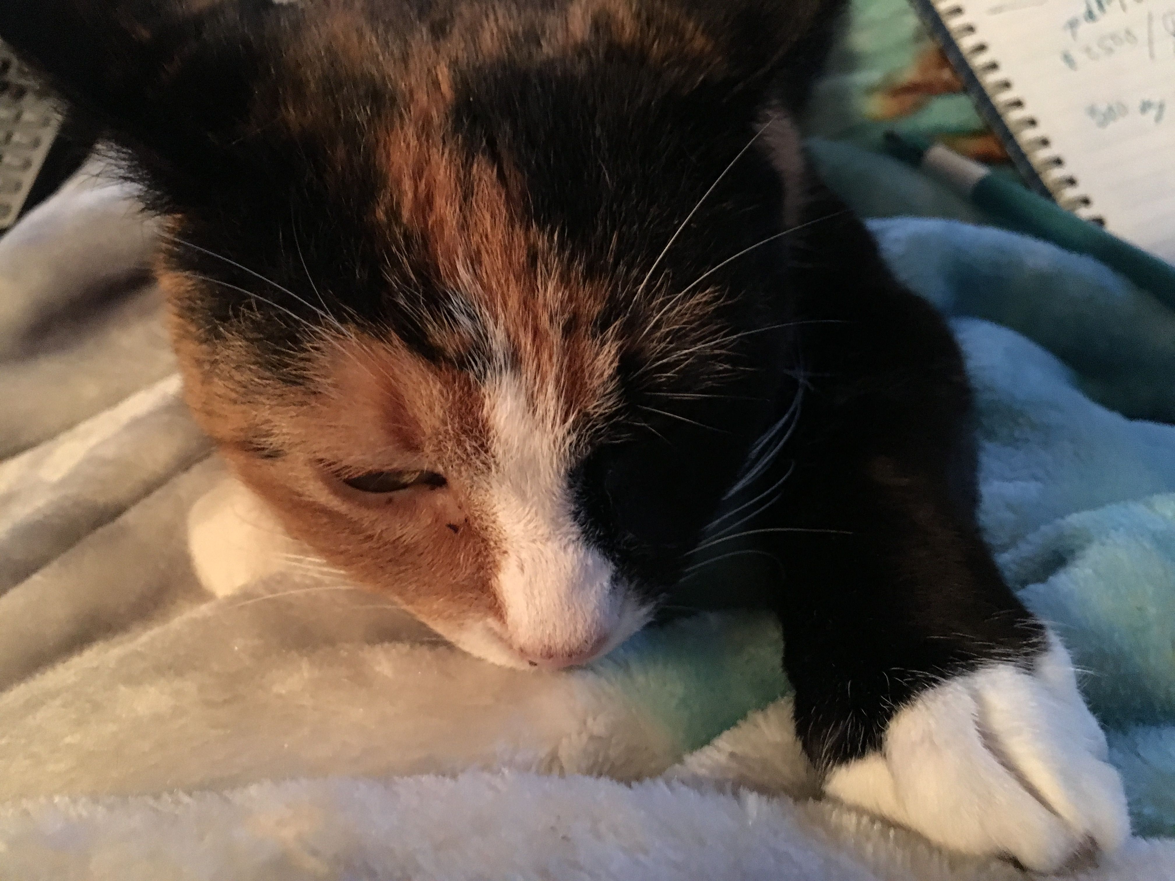 Chimera Cats Cats That Have Been Modified To Be