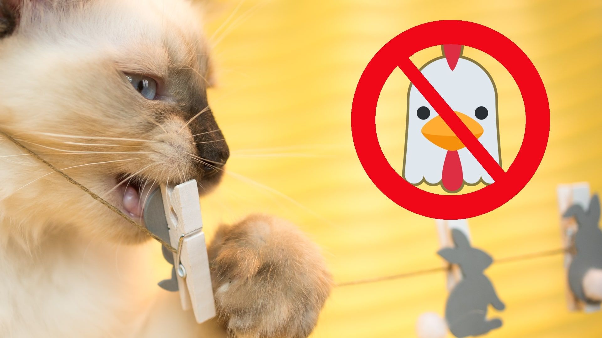 How To Make Wet Cat Food That Is Hypoallergenic CatsInfo