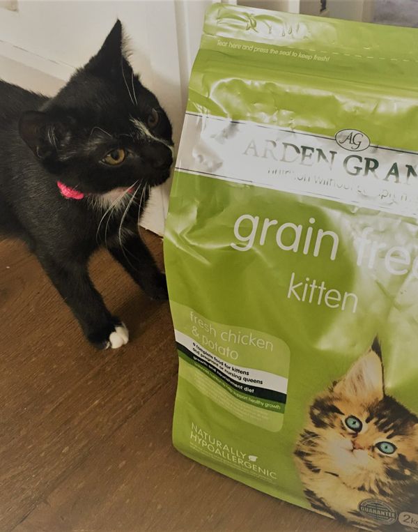 The Benefits Of Hypoallergenic Cat Foods CatsInfo