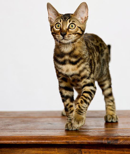 What Is The Cheapest Breed Of Hypoallergenic Cats CatsInfo