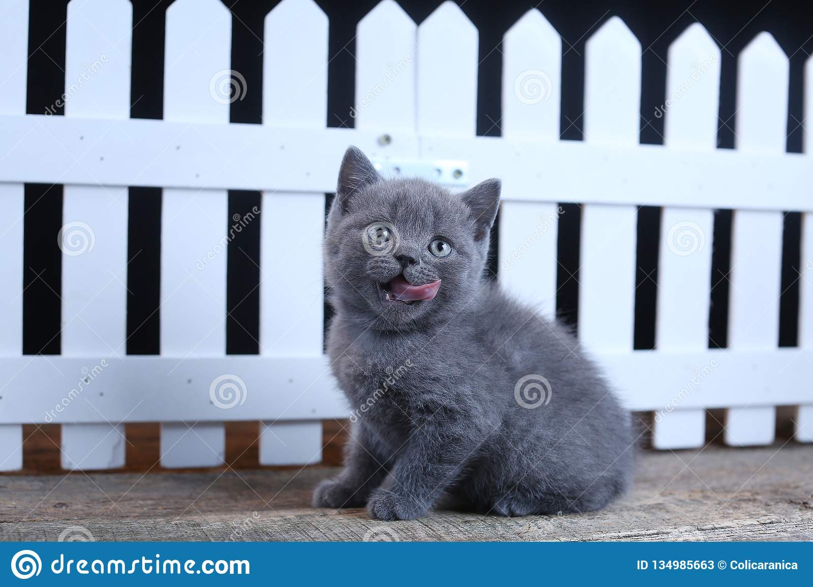 Can British Shorthair Cats Go Outside? CatsInfo