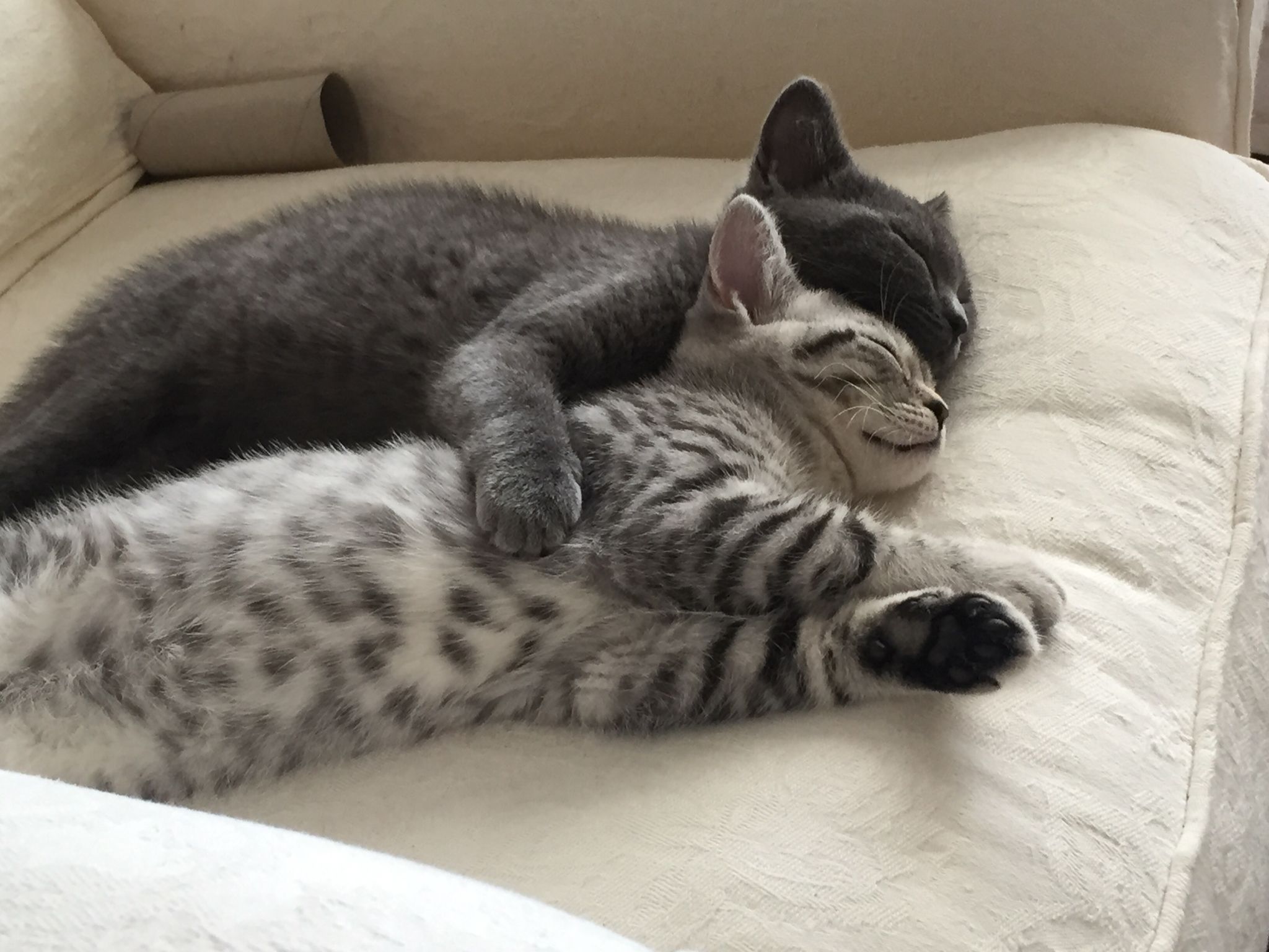 The British Shorthair The Perfect Choice For A LowMaintenance Feline