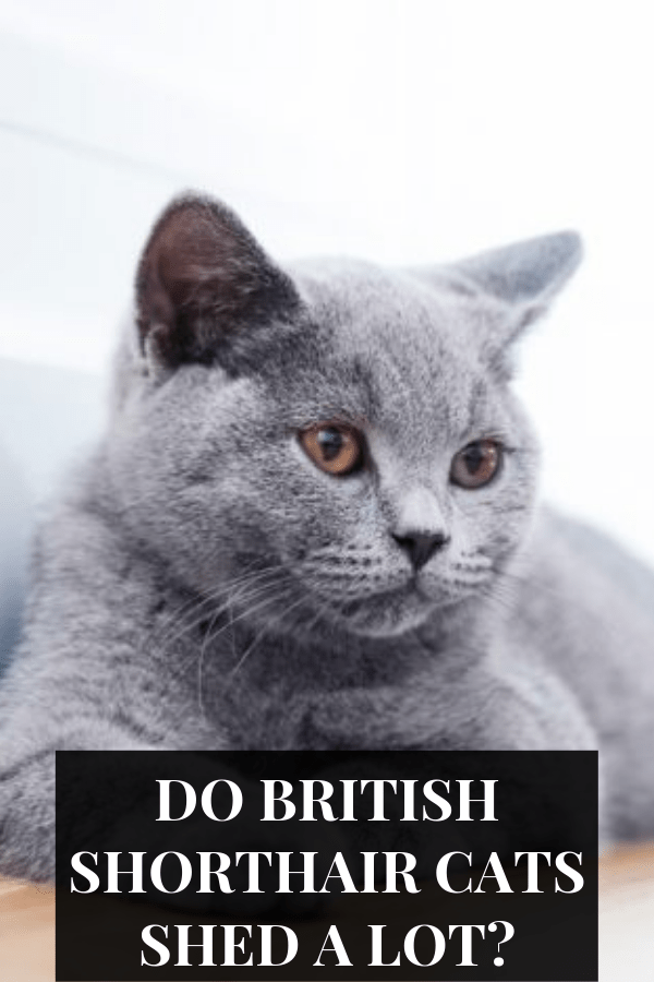 Why Do British Shorthair Cats Not Smell? CatsInfo