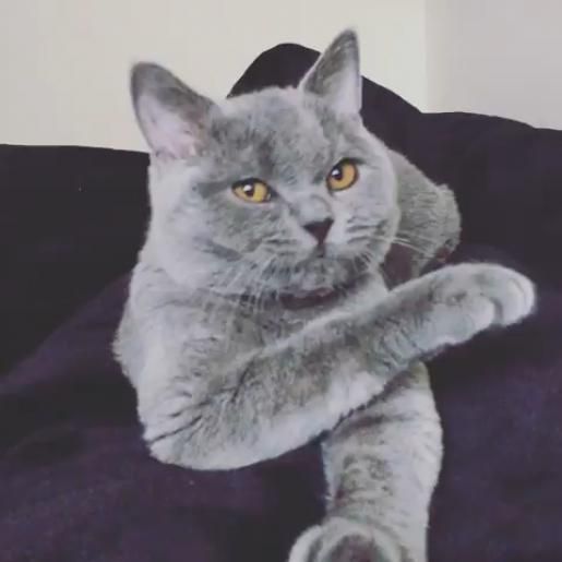 Feeding Your British Shorthair Kitten How Much And What To Feed CatsInfo