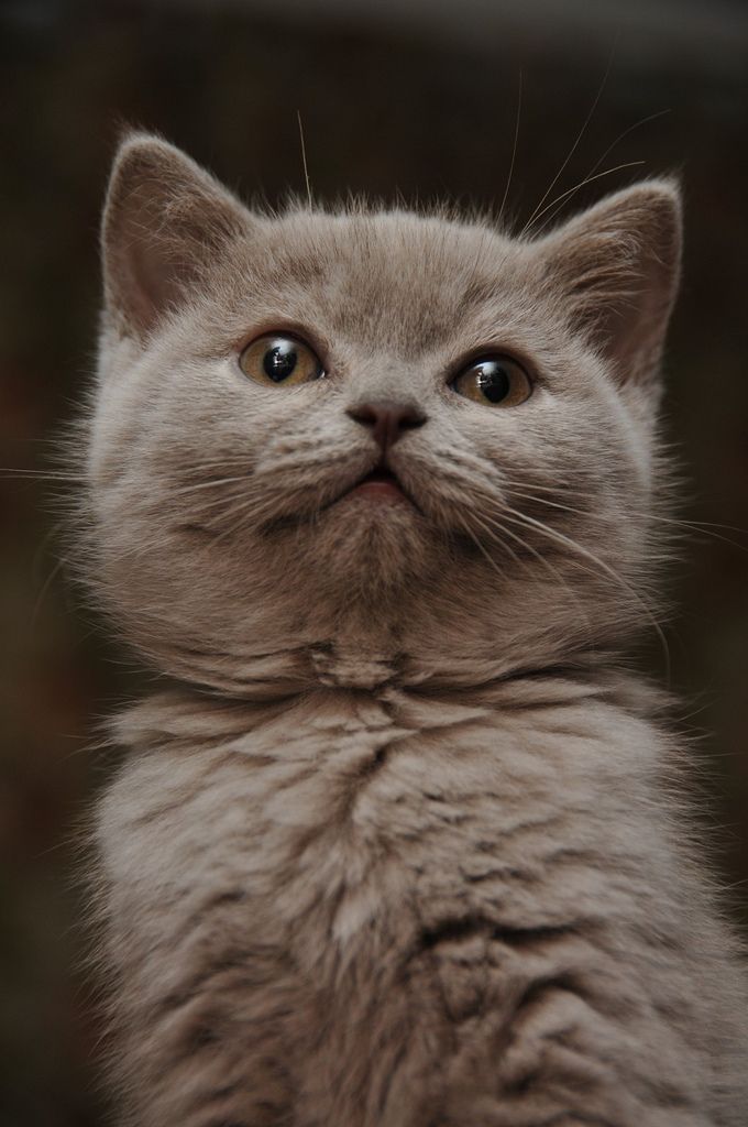 The British Shorthair A Gentle Affectionate Cat Breed CatsInfo