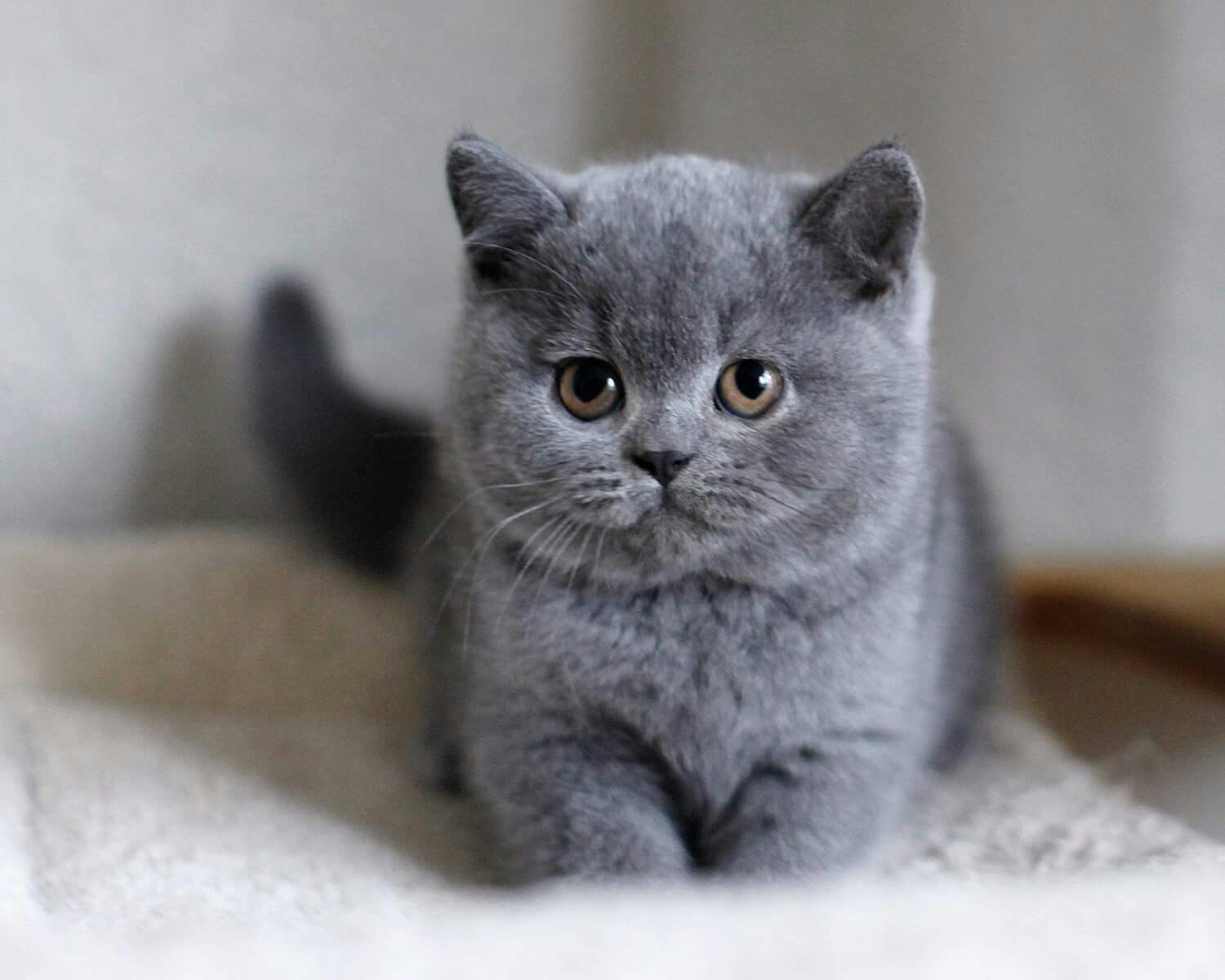 Everything You Need To Know About British Shorthair Kittens CatsInfo