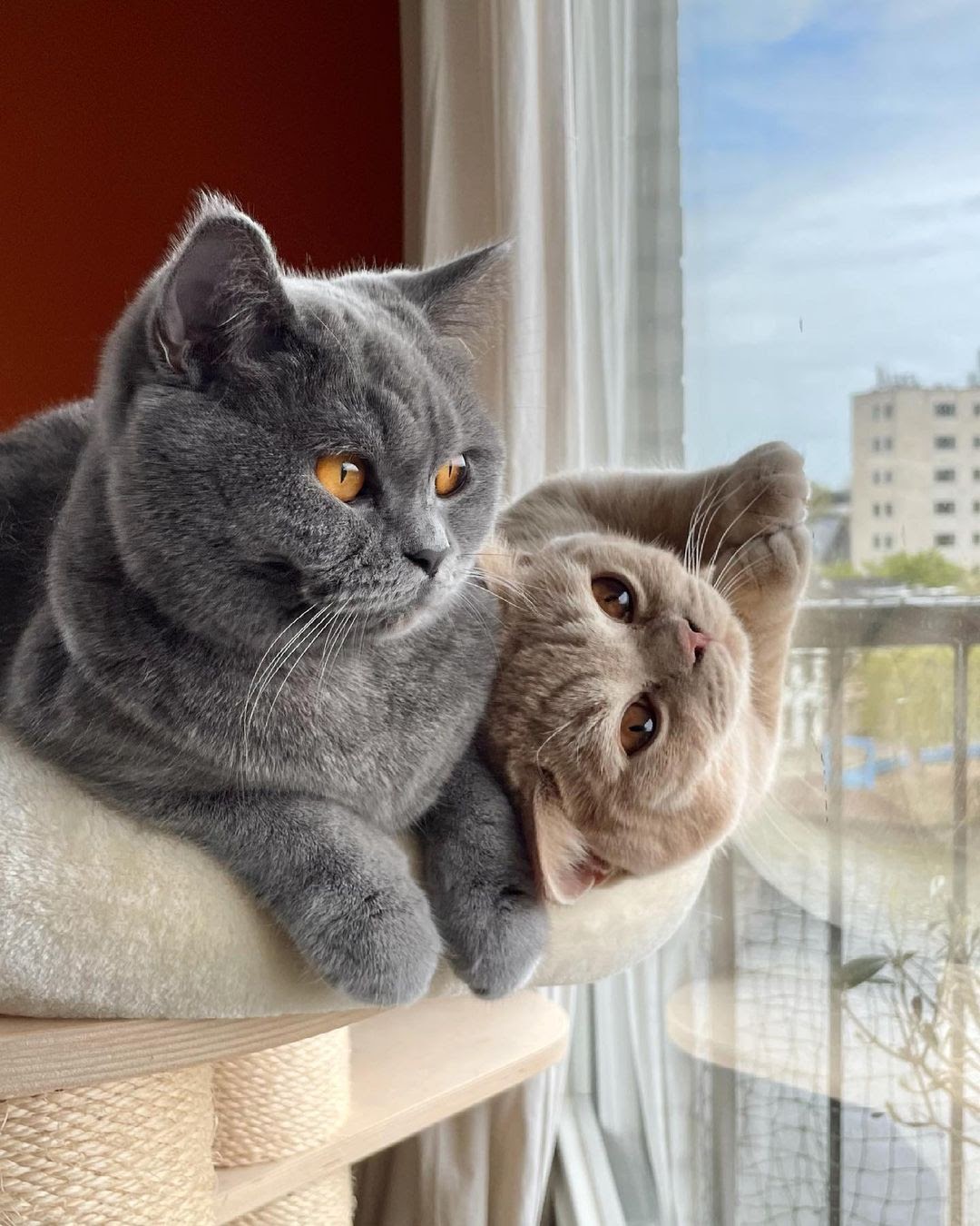 Everything You Need To Know About British Shorthair Kittens CatsInfo