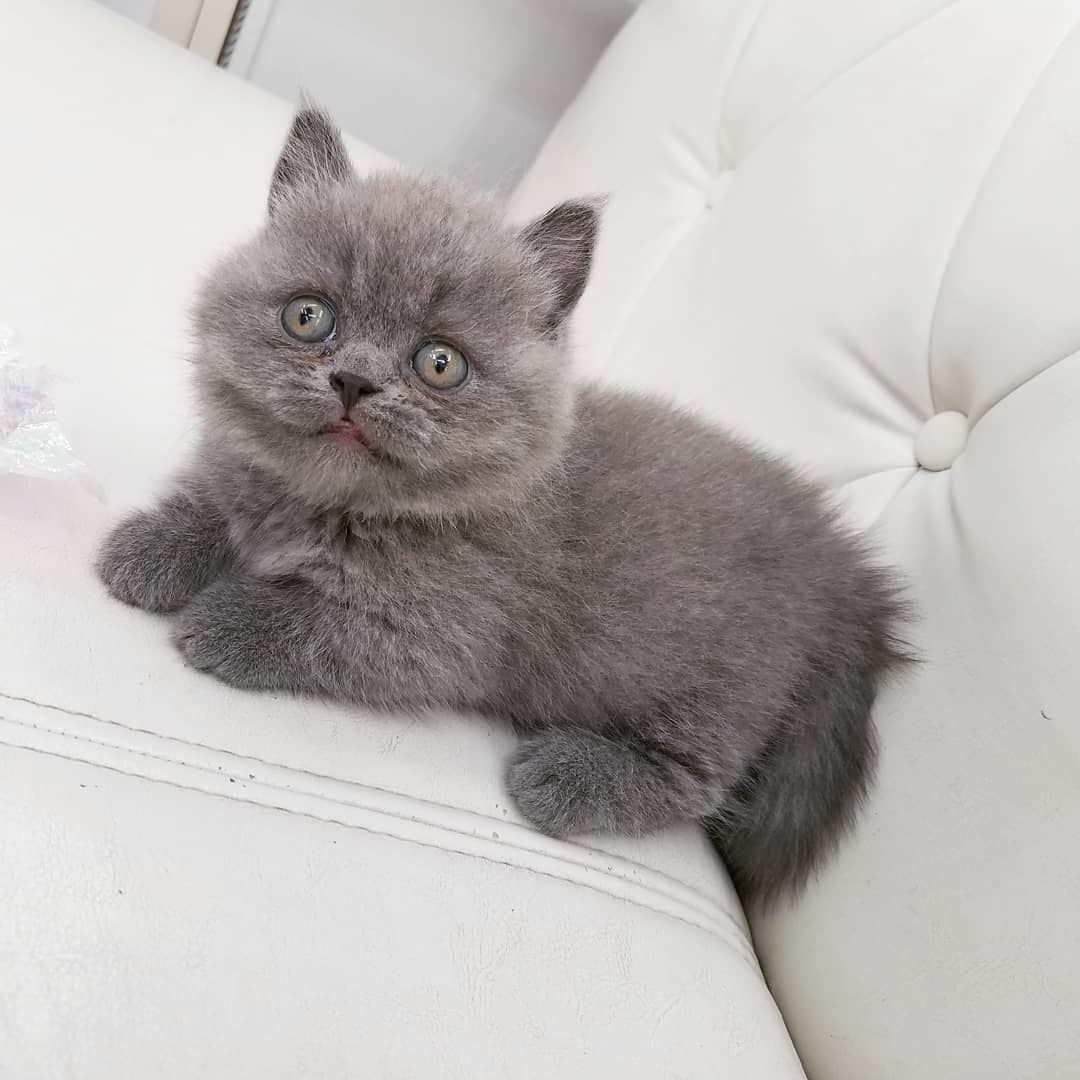 The Perfect FamilyFriendly Cat Breed The British Shorthair CatsInfo