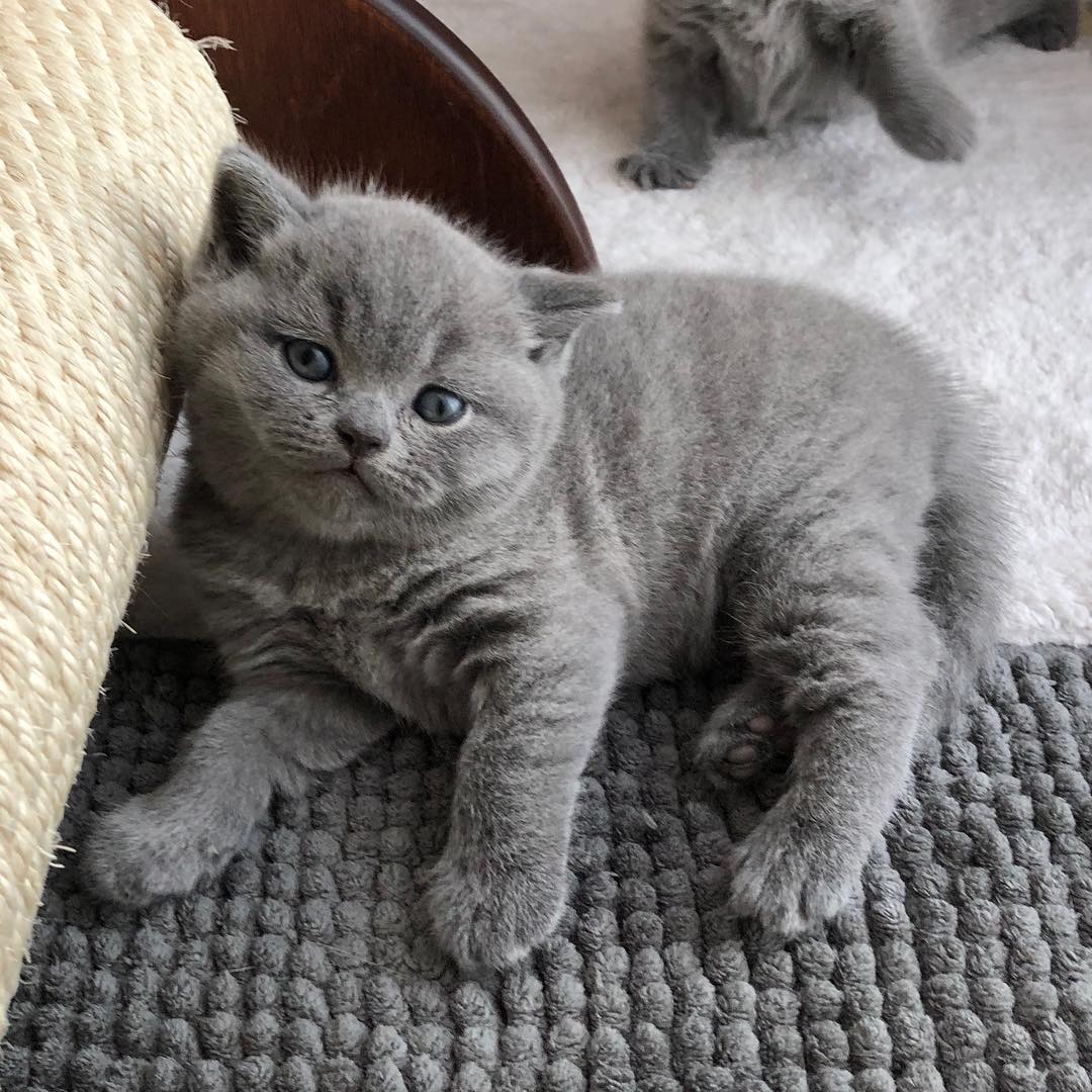 Are British Shorthair Smart CatsInfo