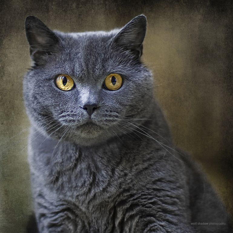 Are British Shorthair Smart CatsInfo