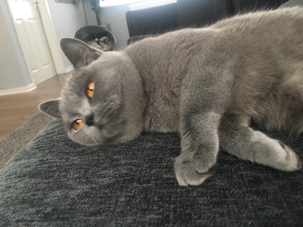 How Much A British Shorthair Gray CatsInfo