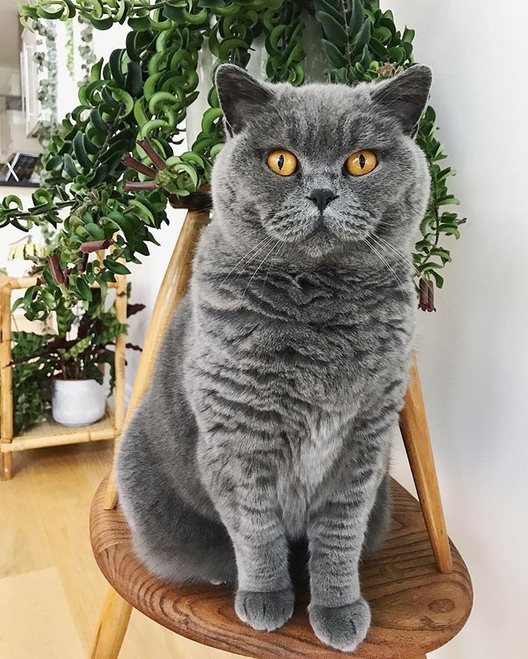 How Much Should A British Shorthair Kitten Weigh? CatsInfo