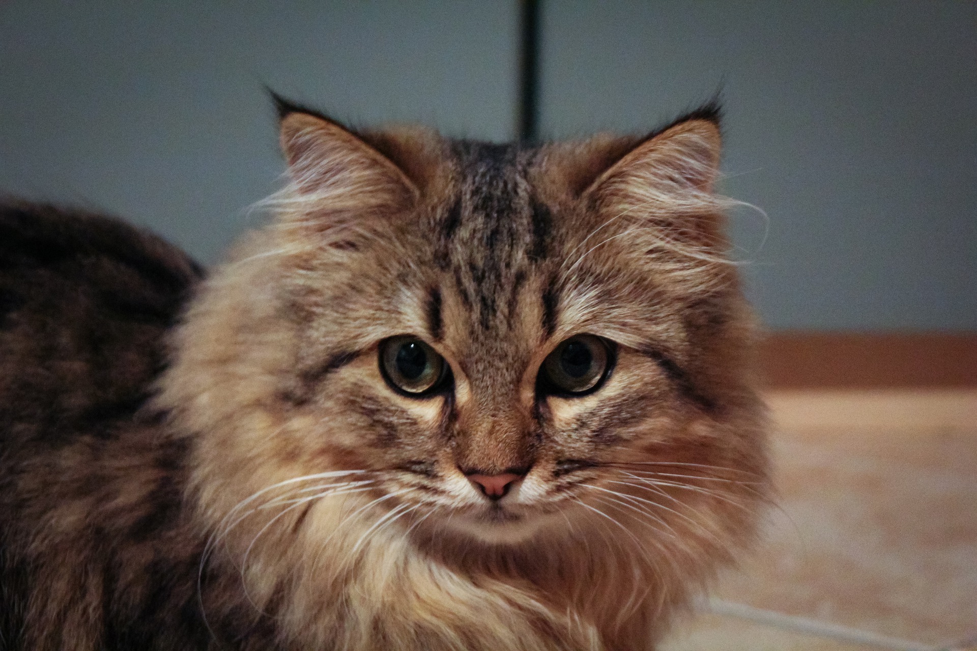 How Much Is A Maine Coon Worth CatsInfo