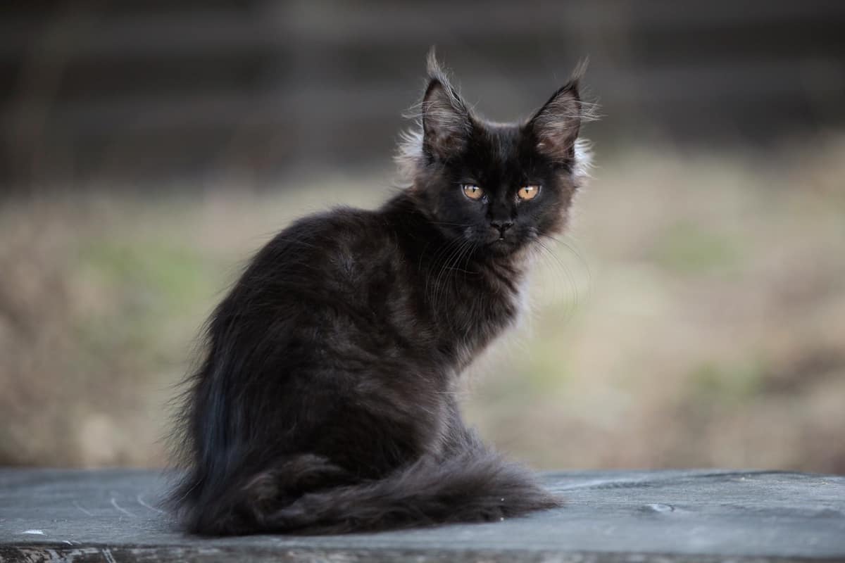 How Much Is A Maine Coon Worth CatsInfo