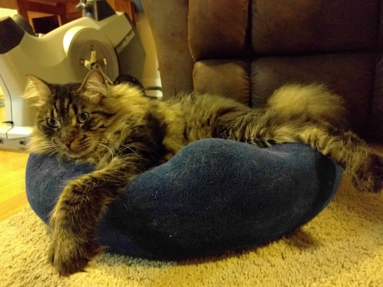 Are Maine Coon Cats Cuddly CatsInfo