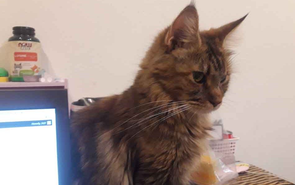 Why Maine Coons Are High Maintenance CatsInfo