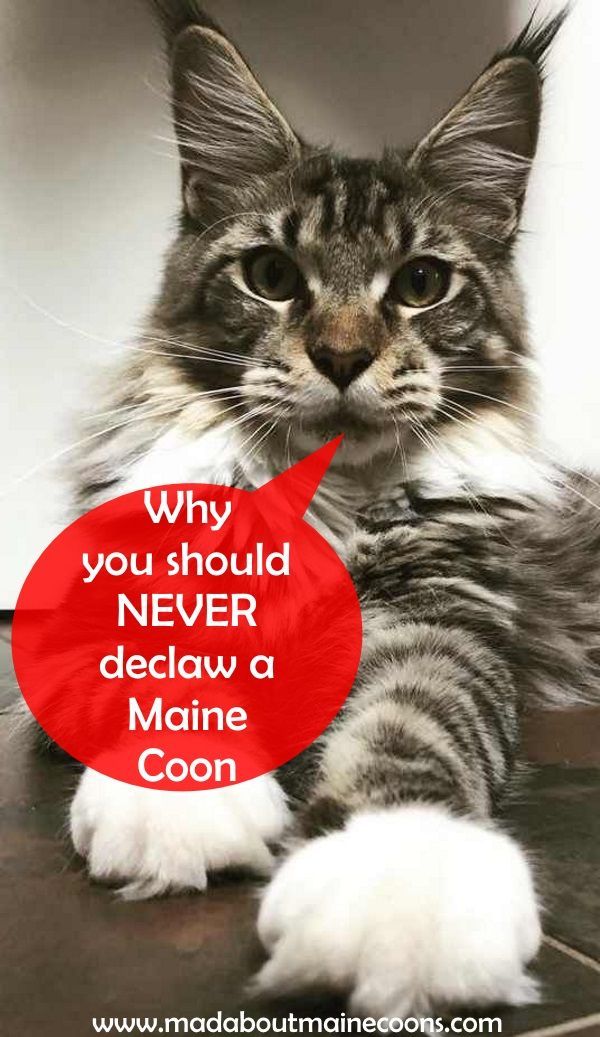 The Pros And Cons Of Declawing Your Maine Coon Cat CatsInfo