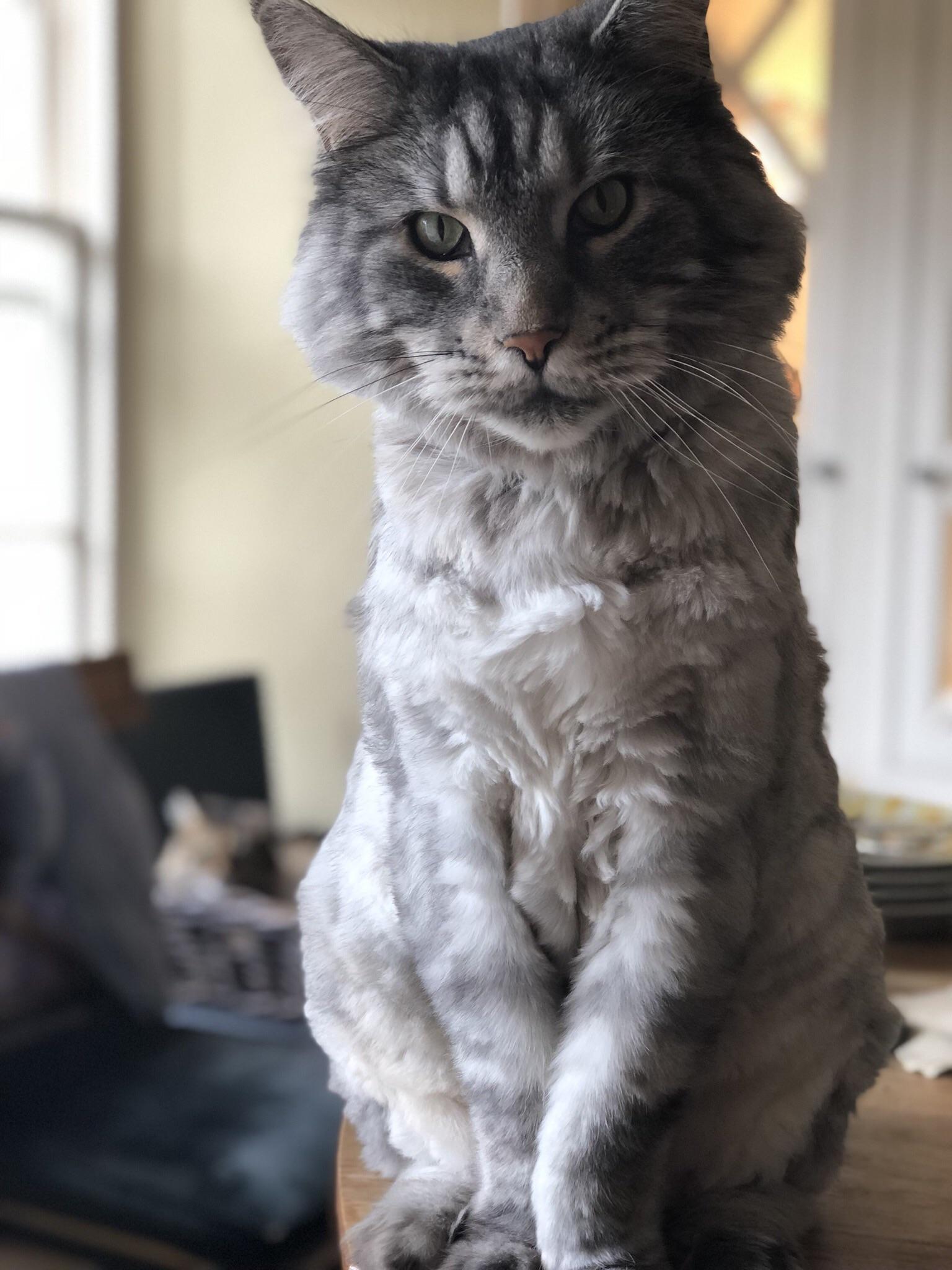 How To Shave Your Maine Coon Cat CatsInfo