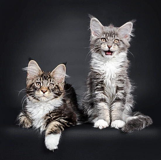Why Maine Coon Cats Are The Best Chatty And Friendly Felines CatsInfo