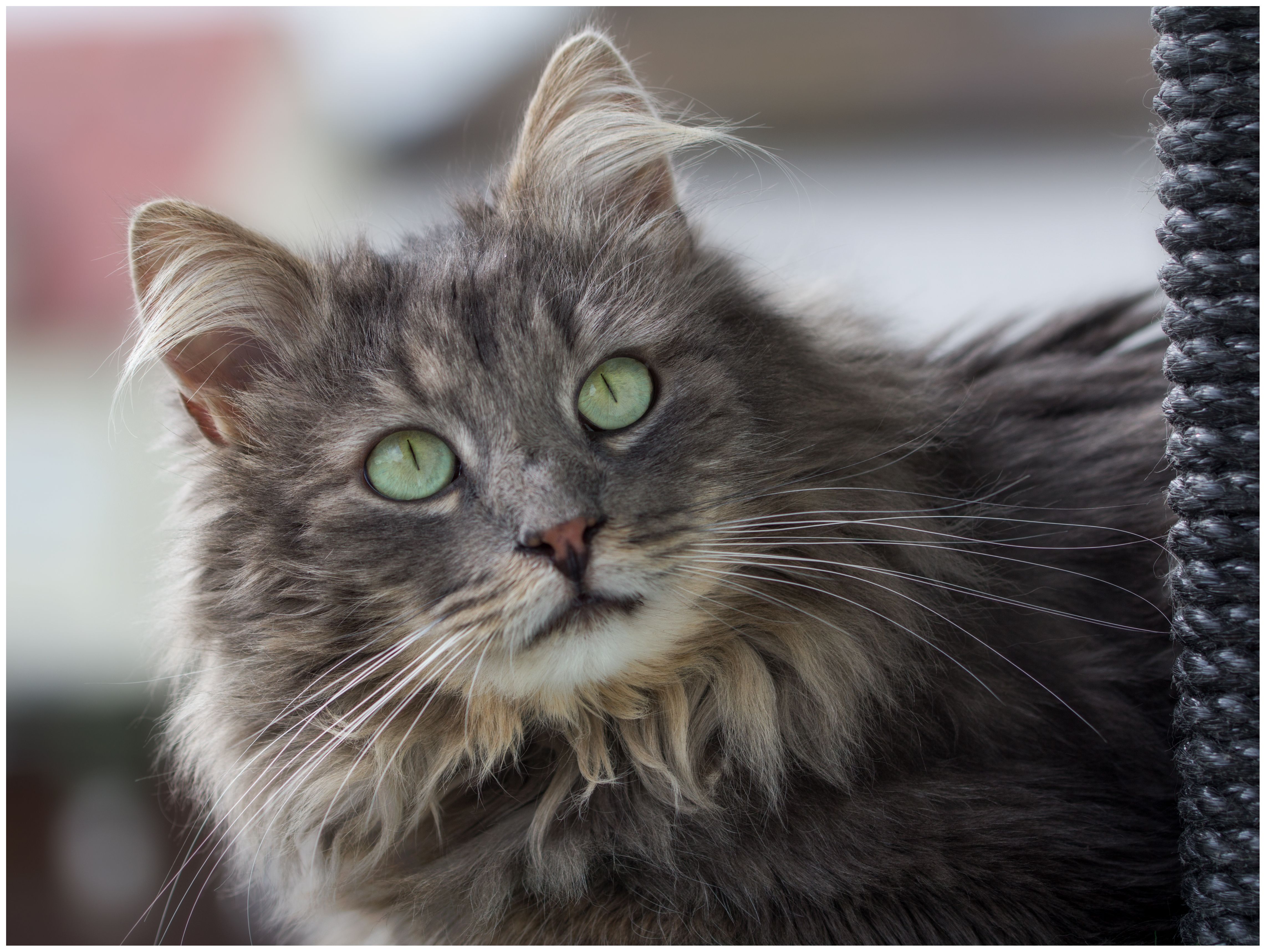 How Much Food Does A Maine Coon Cat Eat CatsInfo