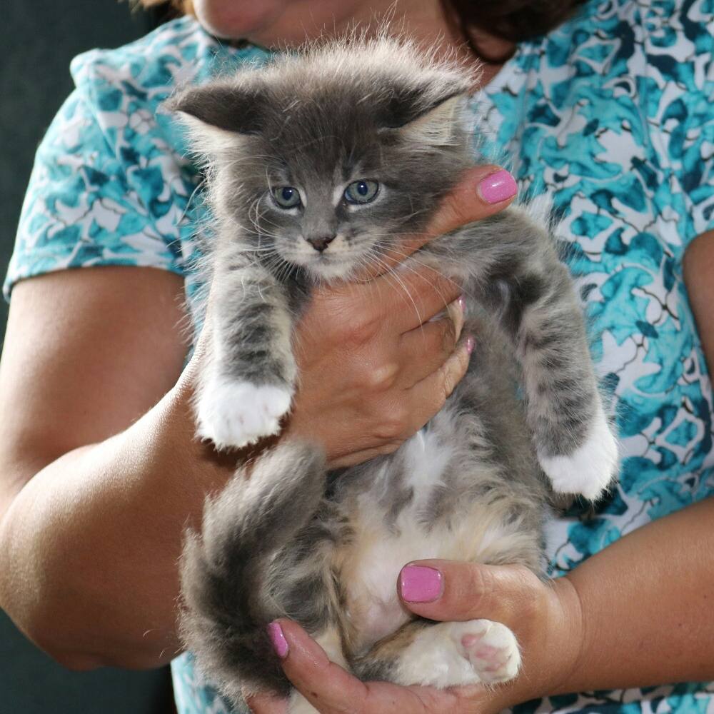 The Blue Maine Coon One Of The Most Popular And Expensive Cat Colors