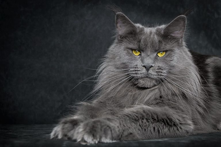 Things To Know About Raising A Maine Coon CatsInfo