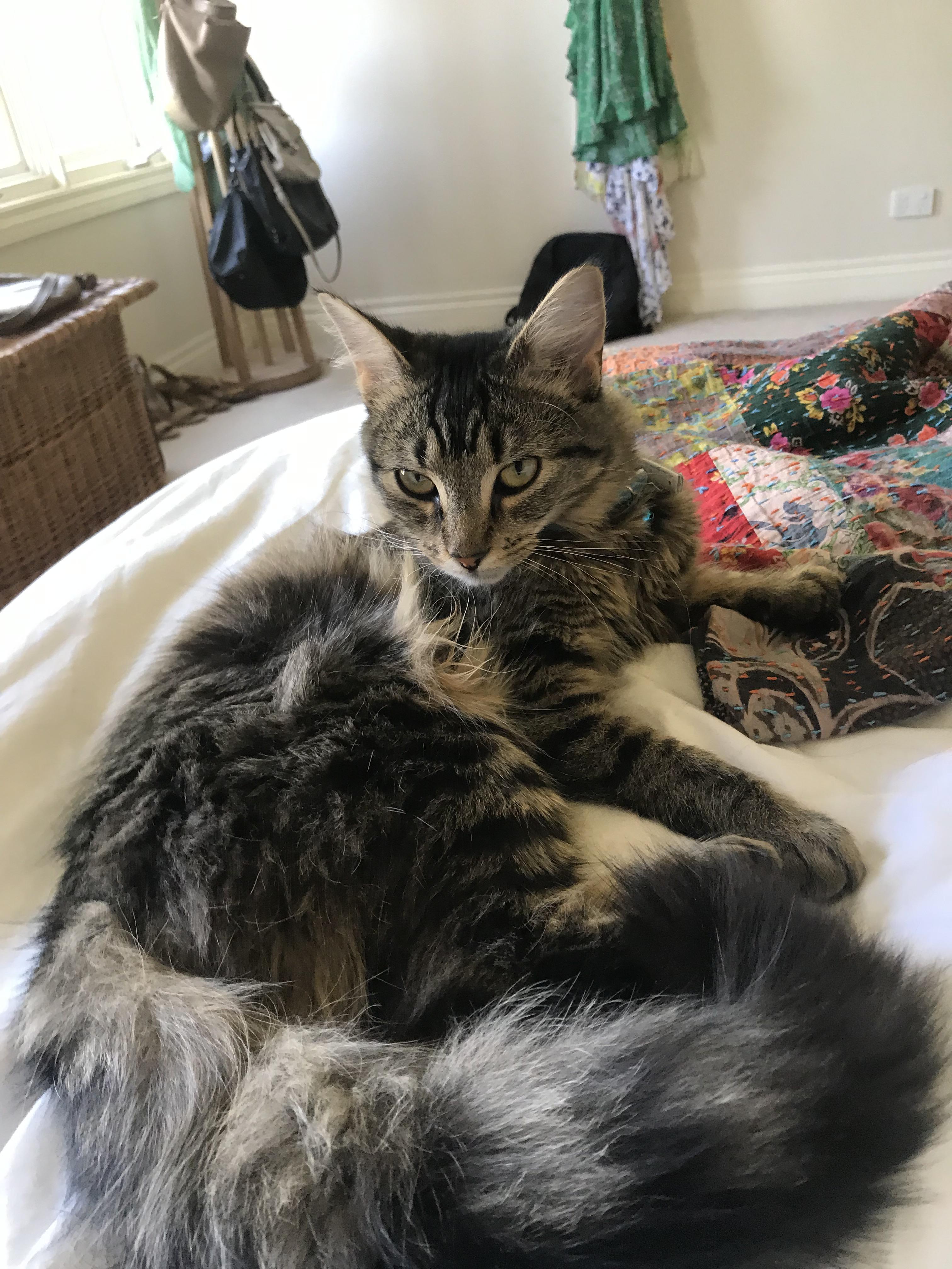 The Maine Coon A Large And Sociable Cat CatsInfo