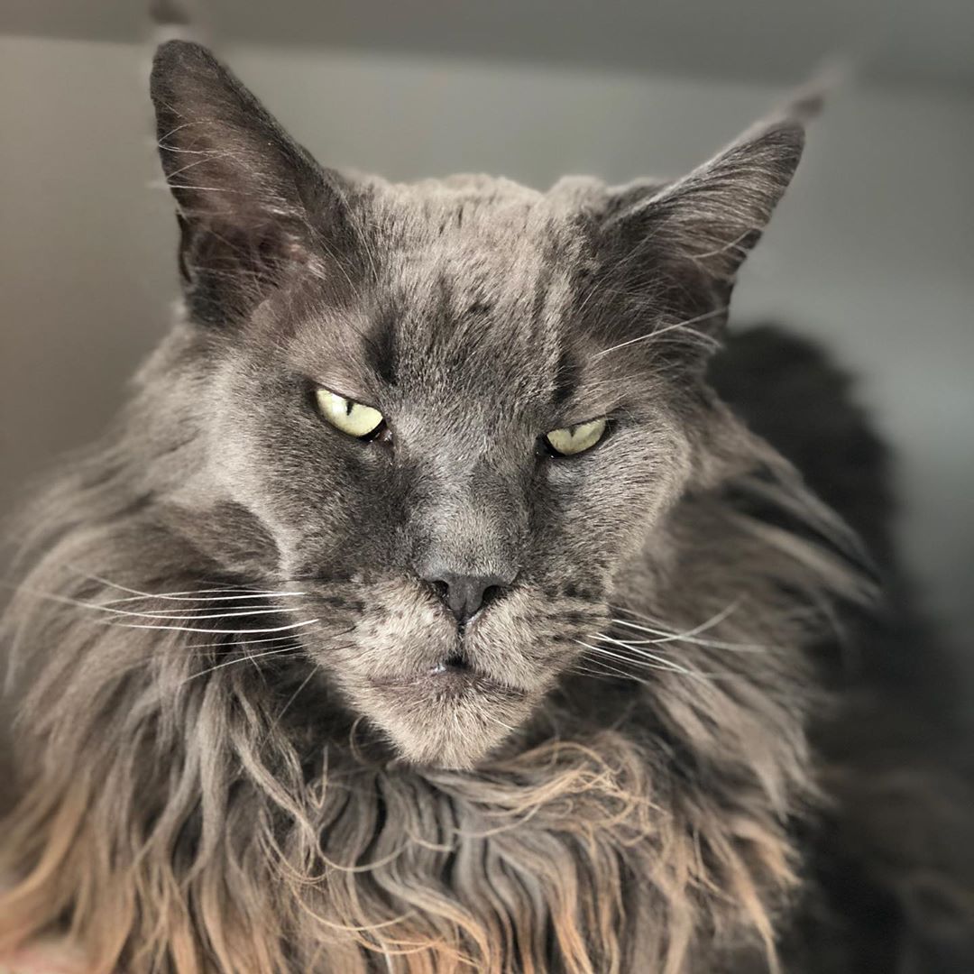 The Maine Coon One Of The Largest Domesticated Cat Breeds CatsInfo