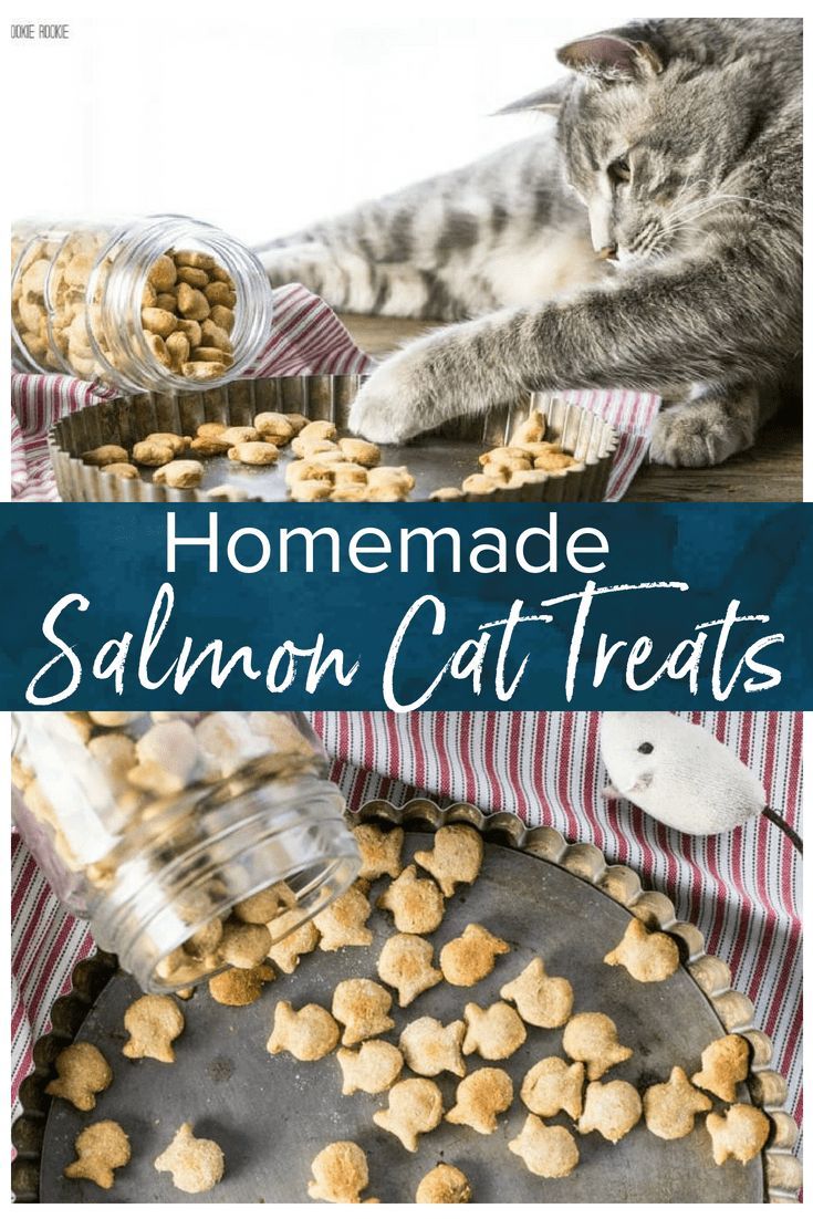 The Best Food Choices For Maine Coon Cats CatsInfo