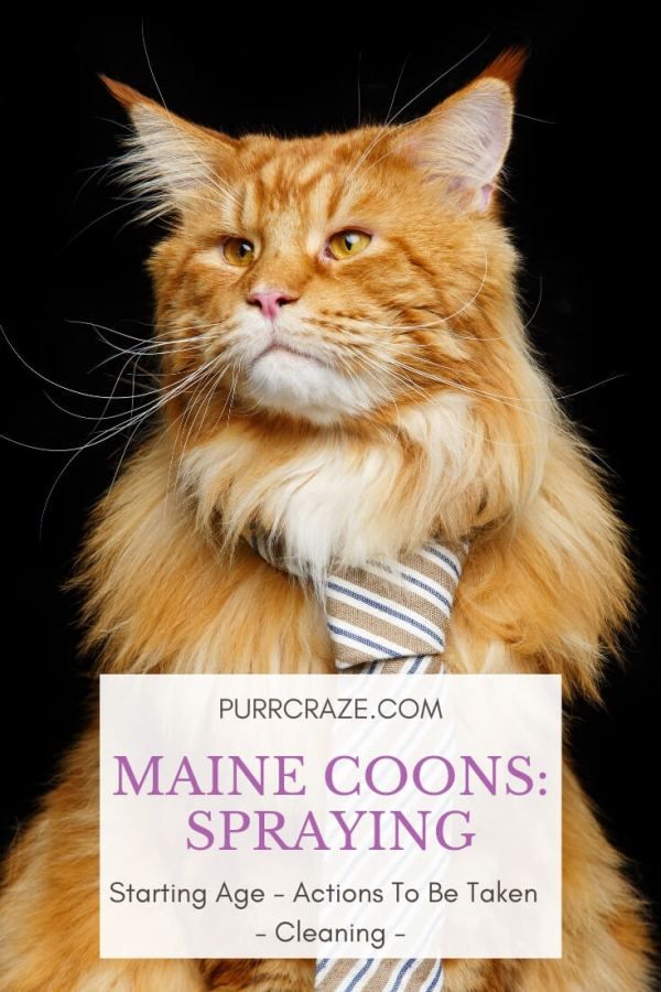 The Truth About Maine Coon Cats Do They Really Smell Bad? CatsInfo