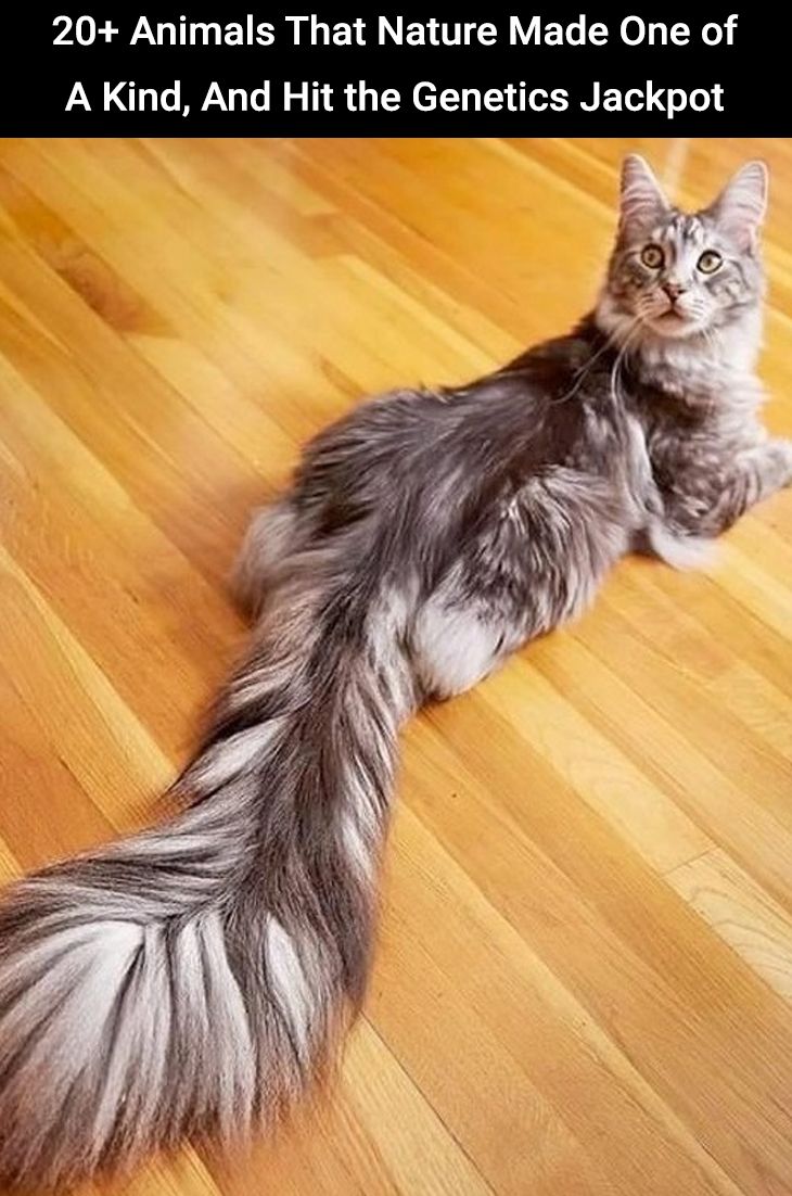 Why Blue Eyes In Maine Coons Are A Serious Fault CatsInfo