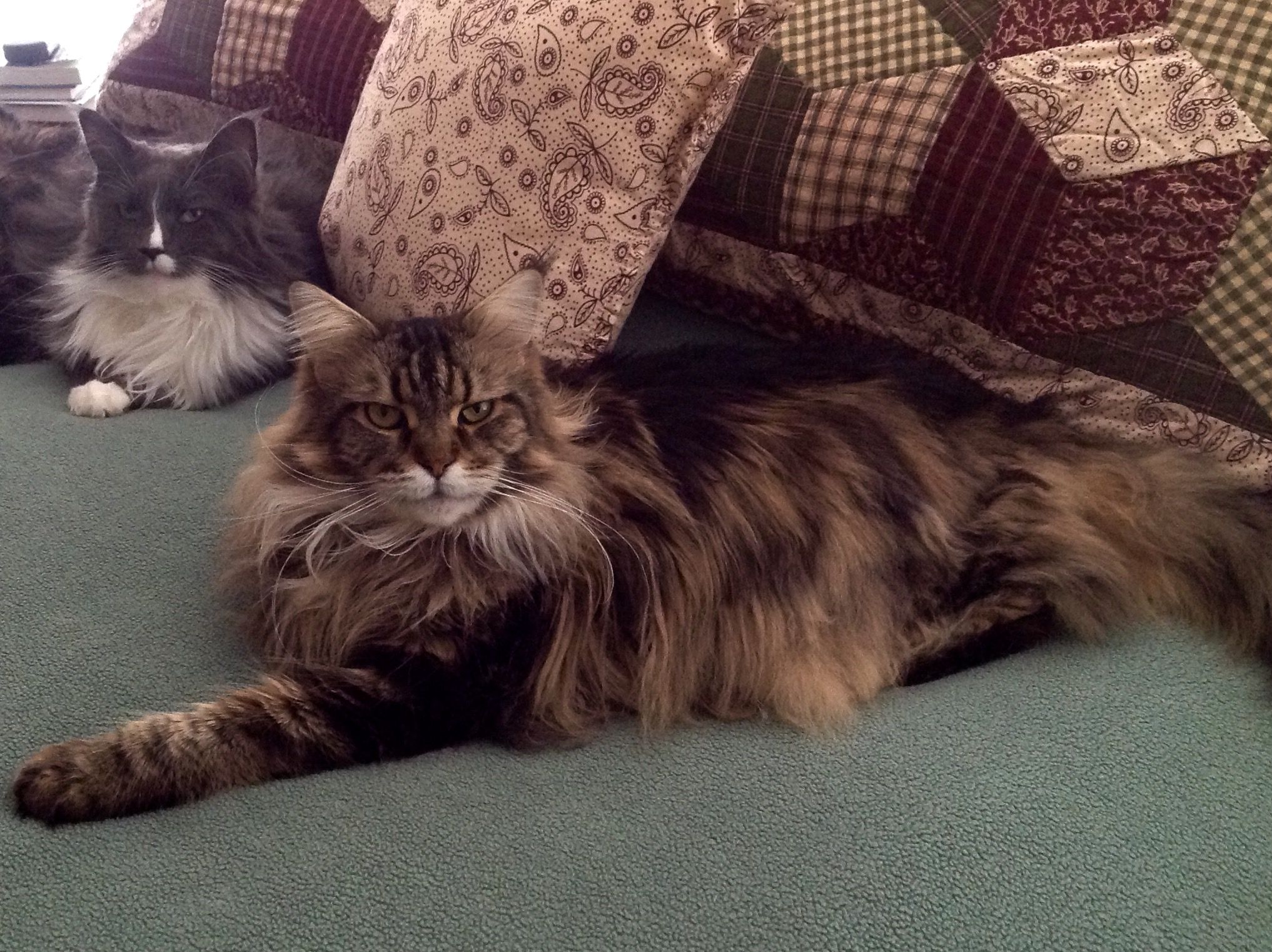 Why Maine Coon Cats Make Great Pets CatsInfo