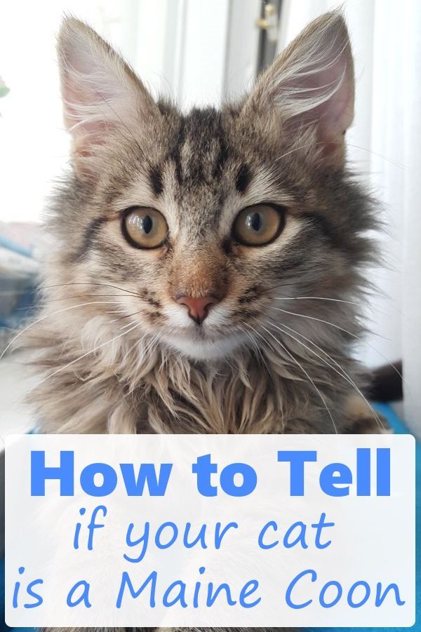 Do Maine Coons Have Long Tails CatsInfo