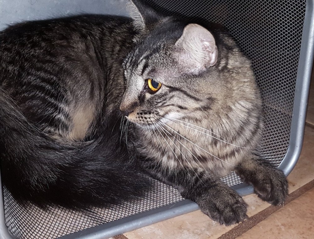 Do Maine Coons Have Long Tails CatsInfo