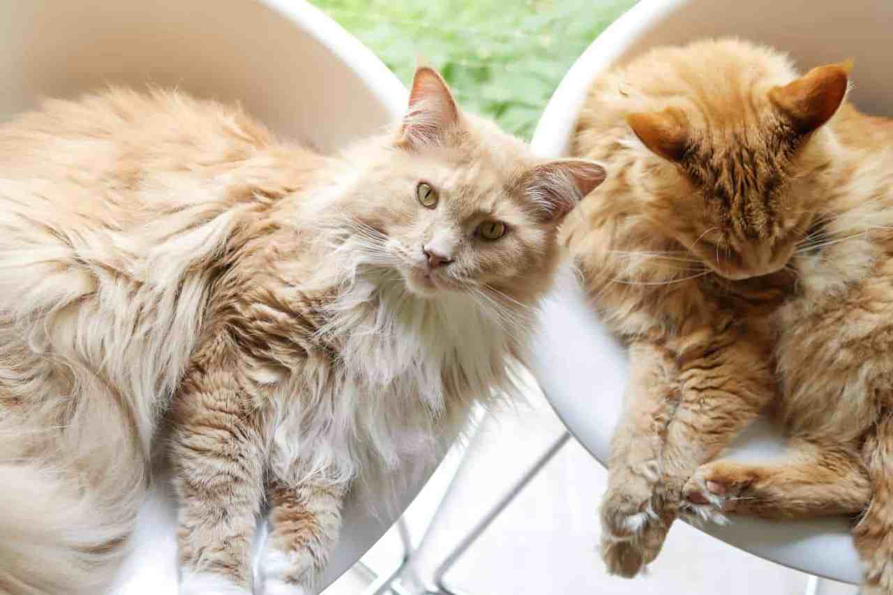 The Pros And Cons Of Male And Female Maine Coons CatsInfo