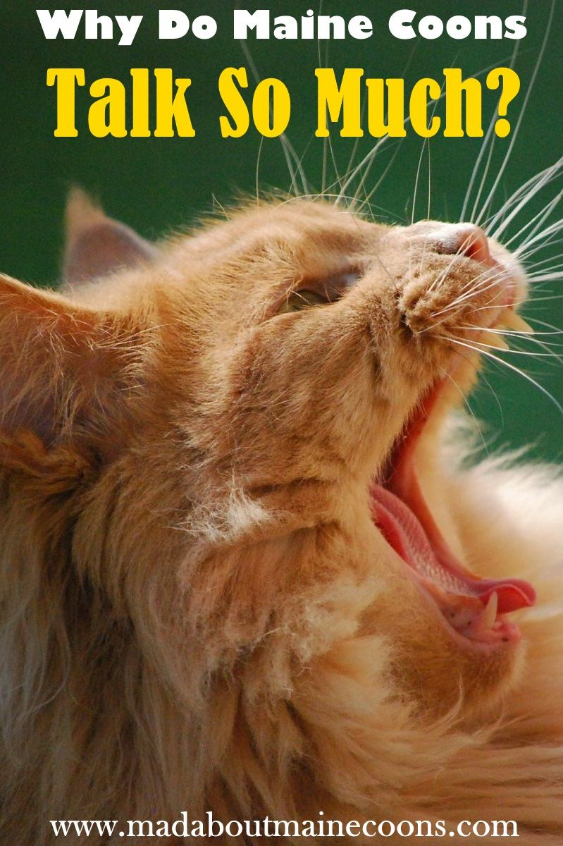 Why Is My Maine Coon So Vocal? CatsInfo