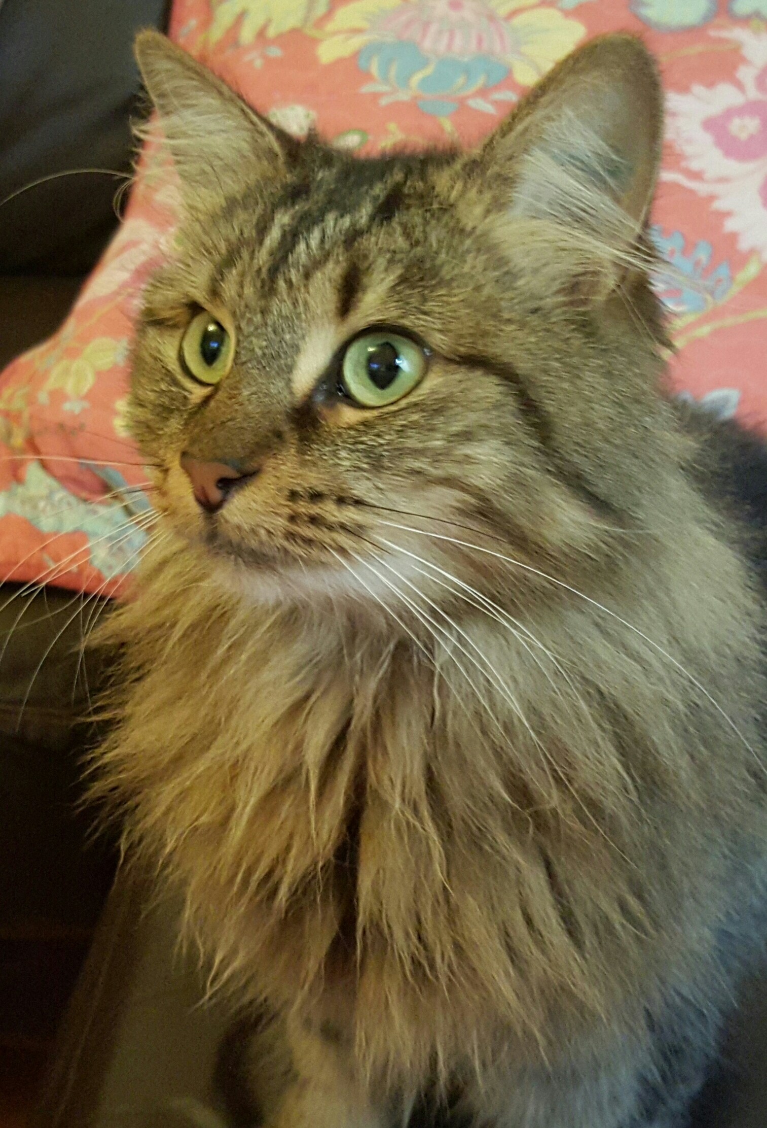 The Perfect Companion Female Maine Coons CatsInfo