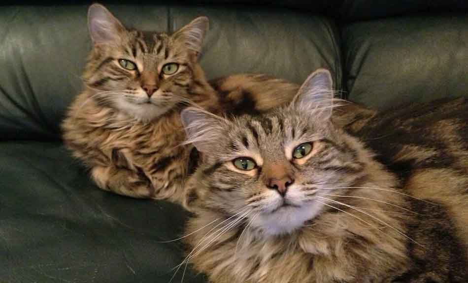Maine Coons Vs Mackerel Tabbies The Key Differences CatsInfo