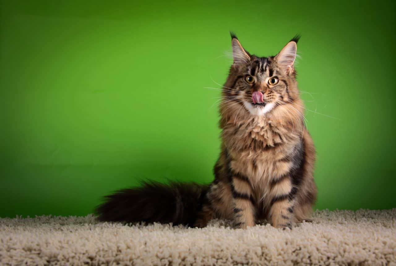 Are Maine Coon Cats Hypoallergenic? CatsInfo