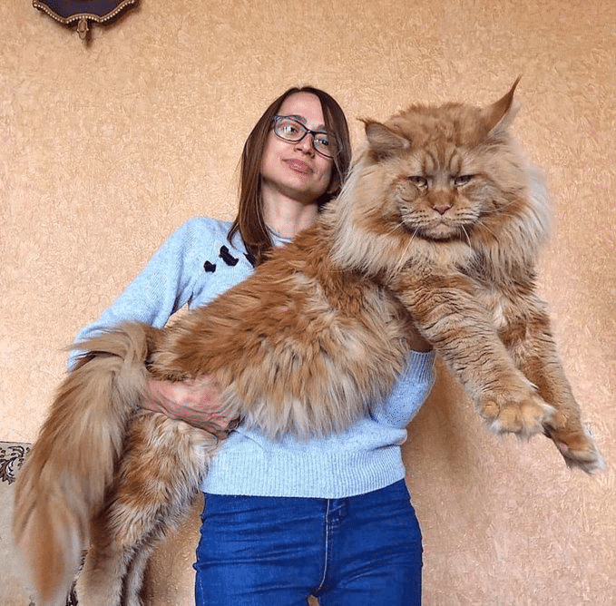 Are Maine Coon Cats Moody CatsInfo