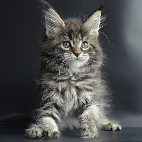 Are Maine Coons Hyper CatsInfo