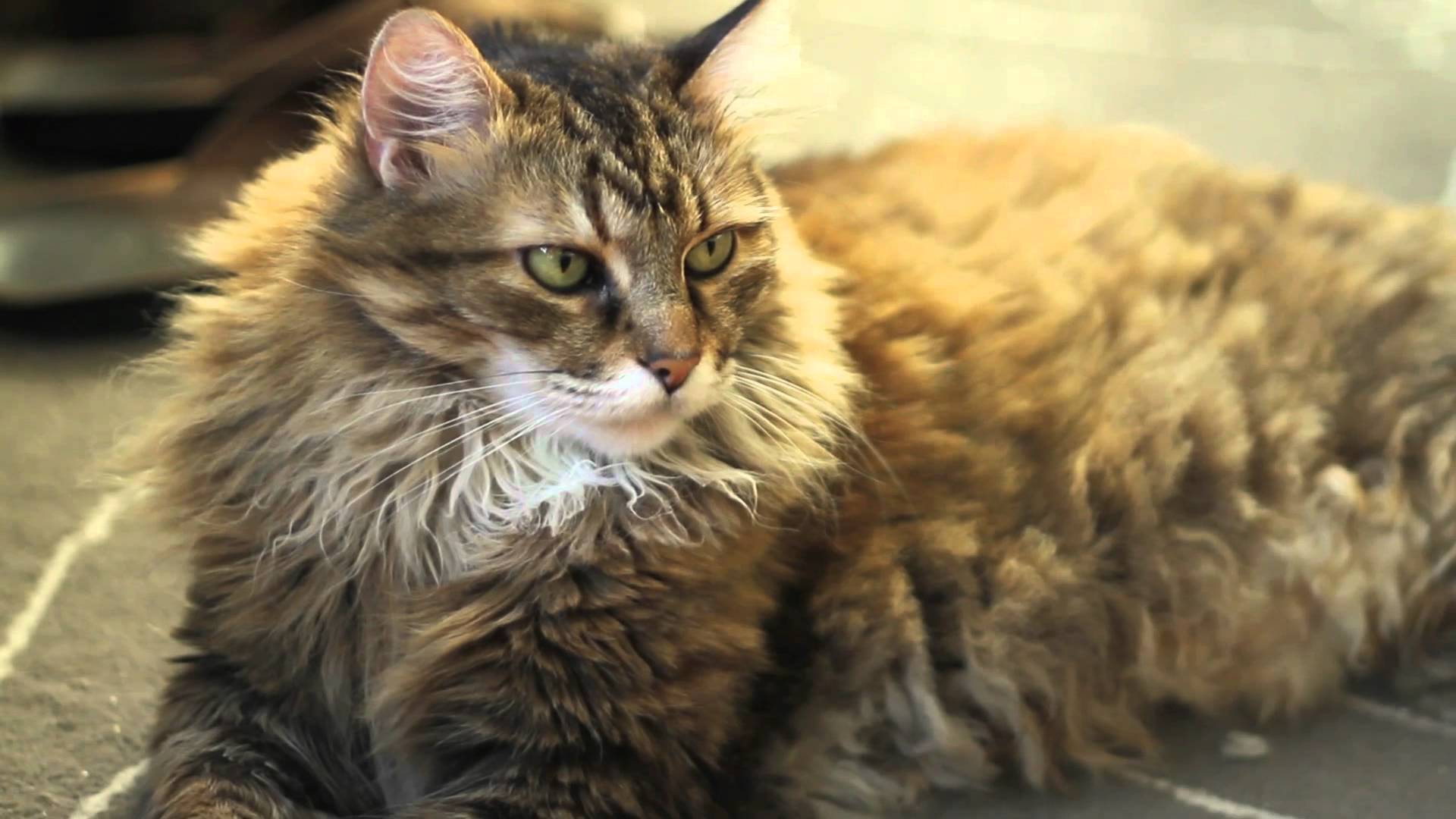 Maine Coons And Diarrhea What You Need To Know CatsInfo