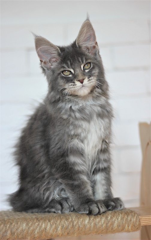 Are Maine Coons Soft CatsInfo