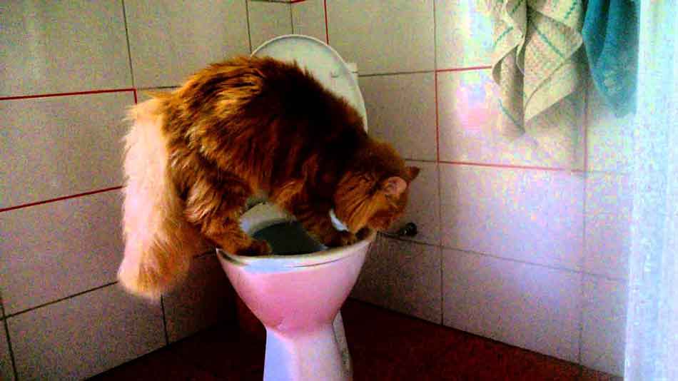 Toilet Training Your Maine Coon CatsInfo