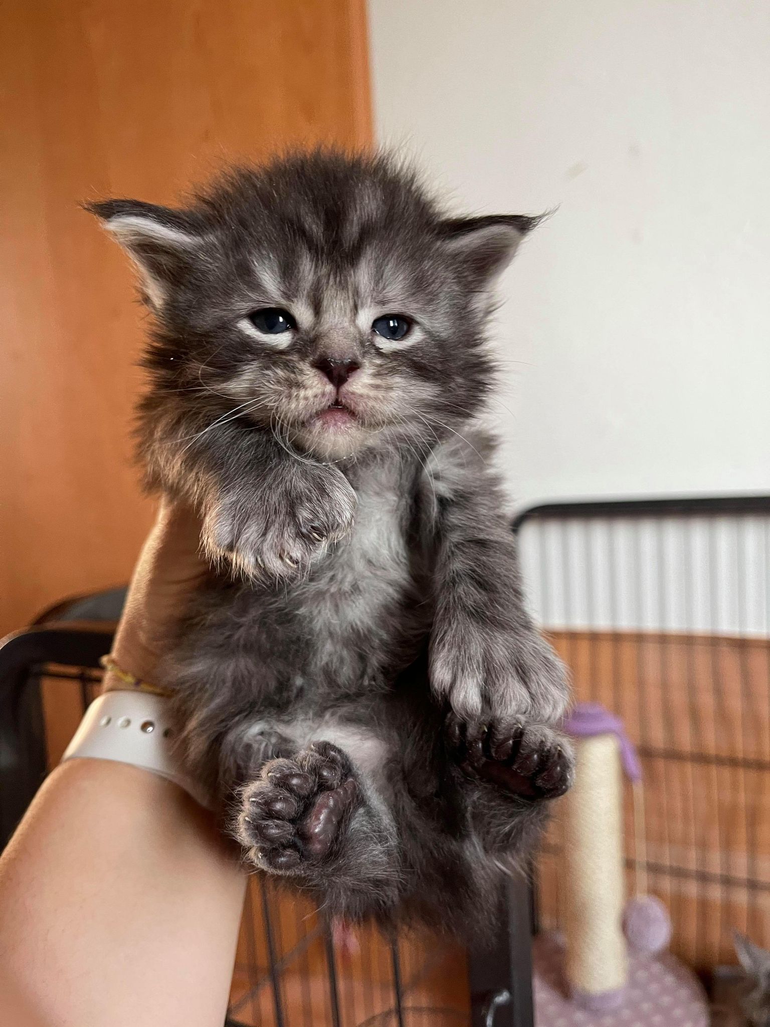 How To Get A Maine Coon In California CatsInfo